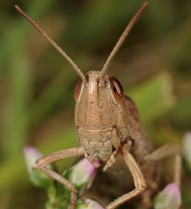 Lesser Marsh Grasshopper